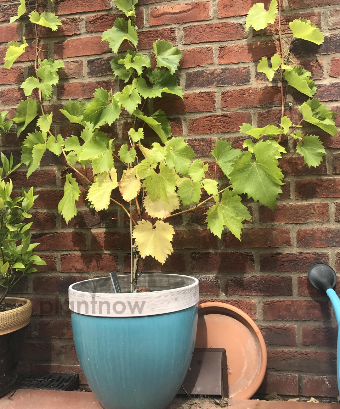 Grape Vine Vitis Plant - Buy Plants Online in Dubai